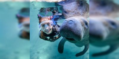 Dive into Magic: Snorkel with Manatees in Crystal River - Get Your