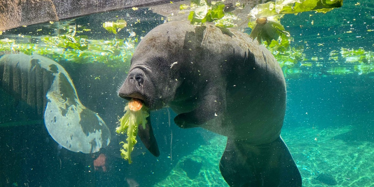 ZooTampa at Lowry Park