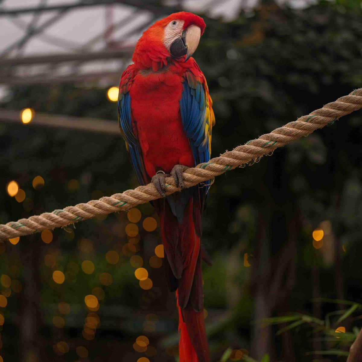 ZooTampa: Christmas in the Wild