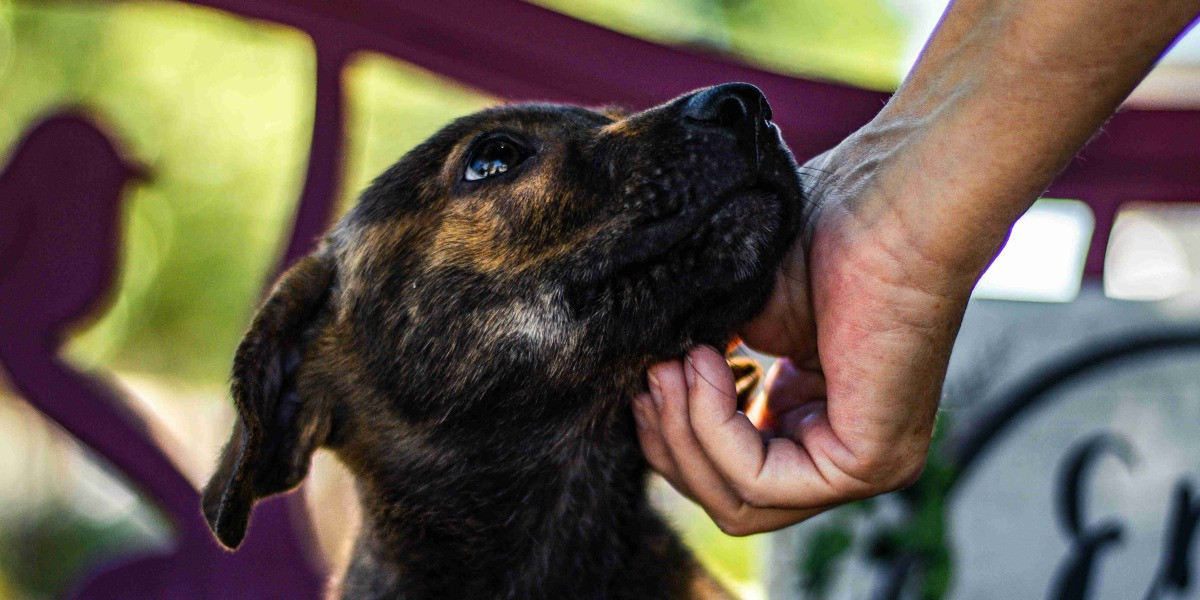 Help clear out the shelters