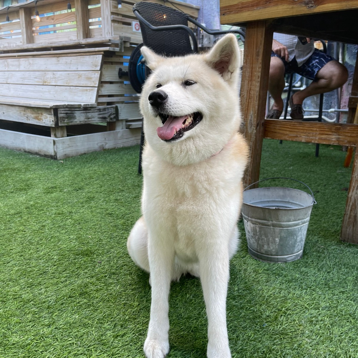 The Dog Bar
