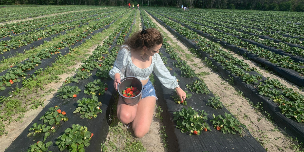 U-pick farms