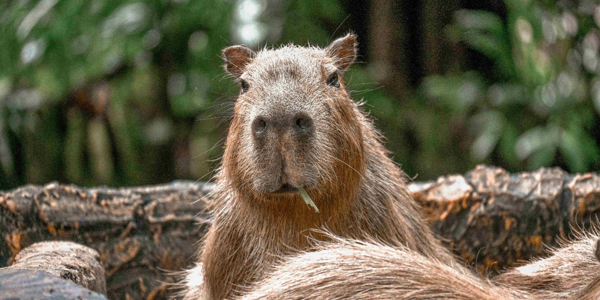 The Capybara Café