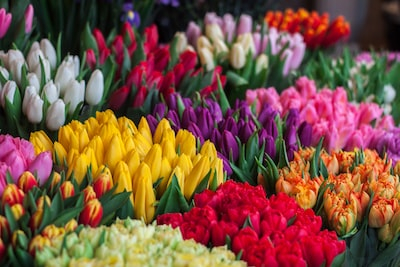 Kissing Tulips