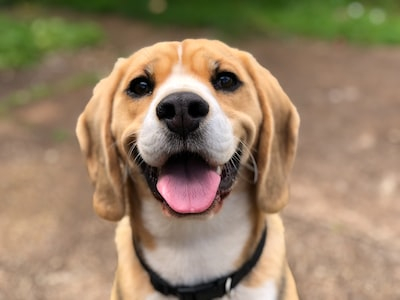 Pet Alliance of Greater Orlando