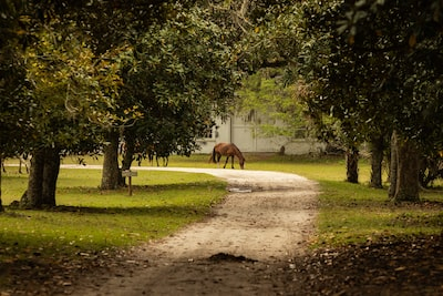 Cumberland Island
