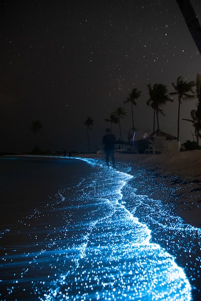 Bioluminescent Paddle Adventure