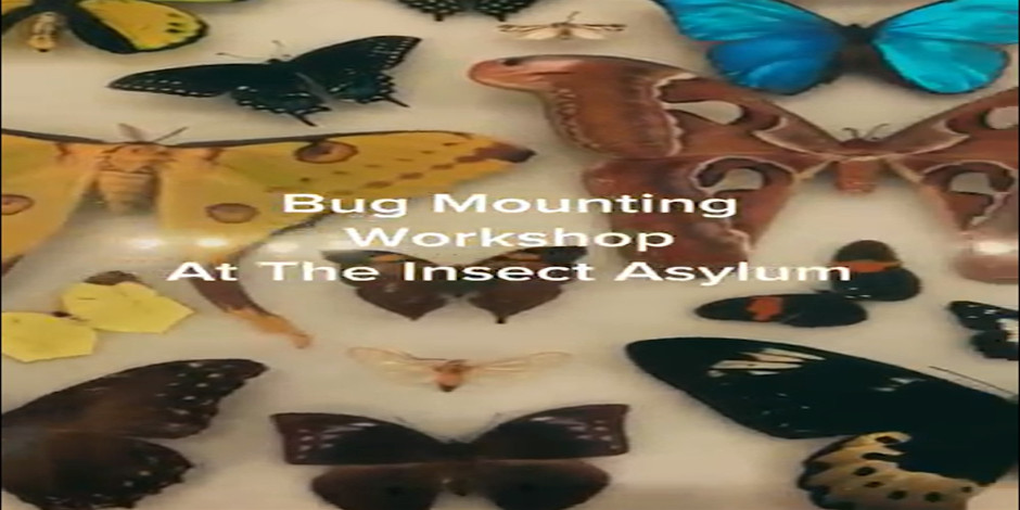 Frame Your Insect: Intro to Insect Mounting & Framing - UNATION