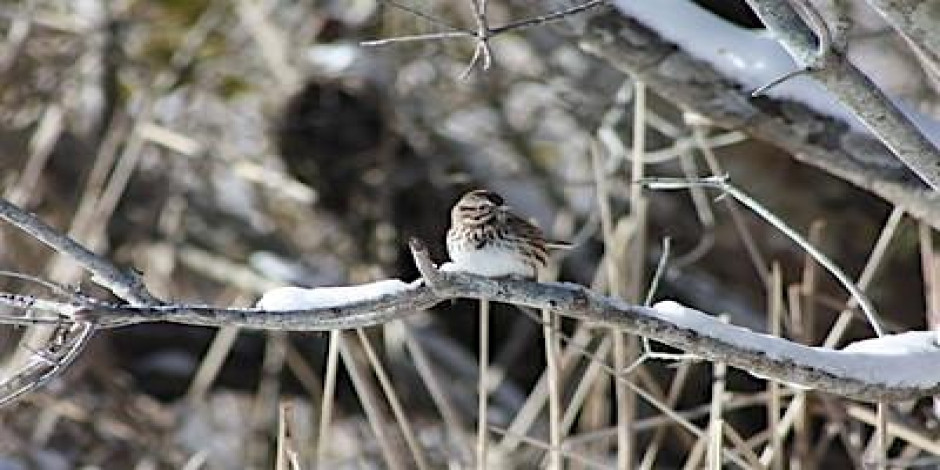 Winter Bird Wander