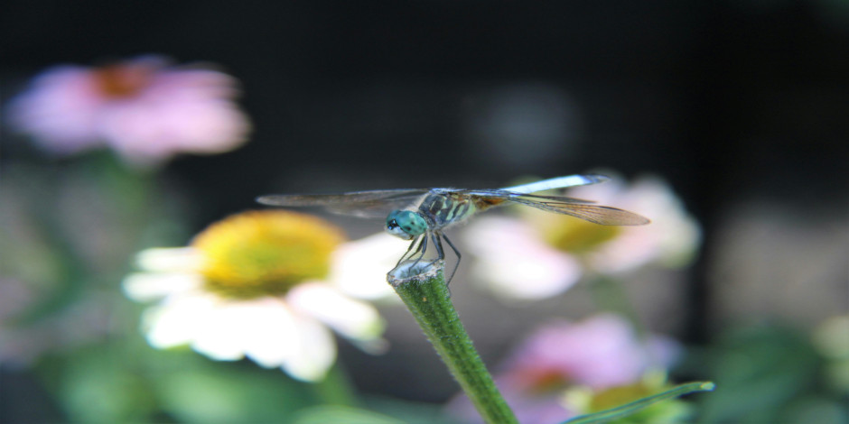 Nature in Your Neighborhood: Bugs!