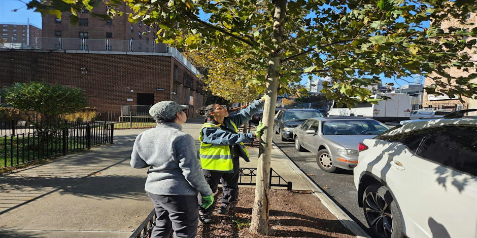 Lower East Side Street Tree Pruning