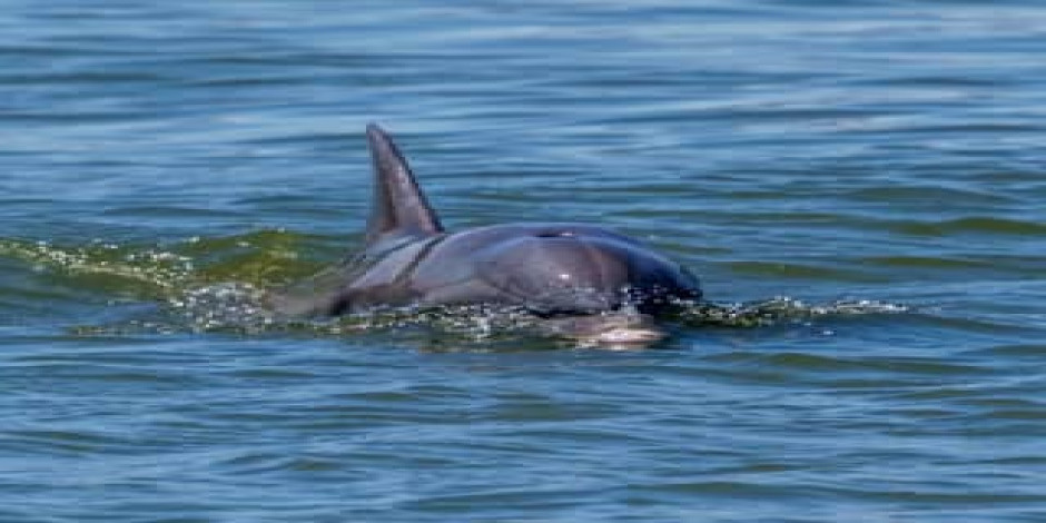2 Hours Dolphin Eco Tour