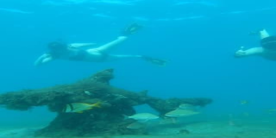 2-Hour Guided Snorkel Tour of Phil Foster Park, Blue Heron Bridge