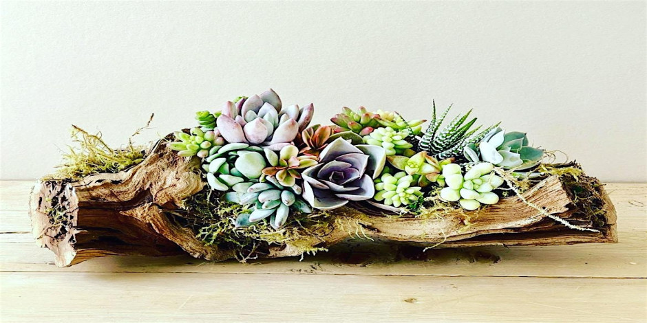 Living Succulent Driftwood Centerpiece Workshop