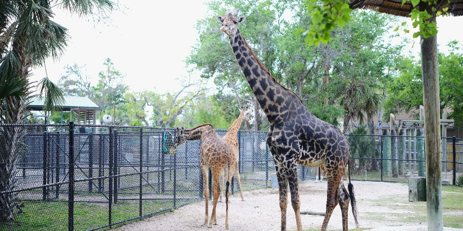 Sunset at the Zoo - Celebrating LGBTQ+ Pride