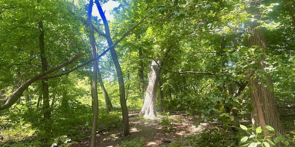 Mindful Nature Journaling Hike / Forest Park (Queens)