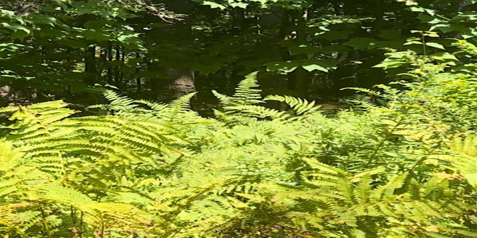 Aton Forest Science Lecture II “Nature & Brain Health: Minding the Gaps”