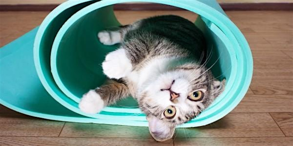 Kitten Yoga