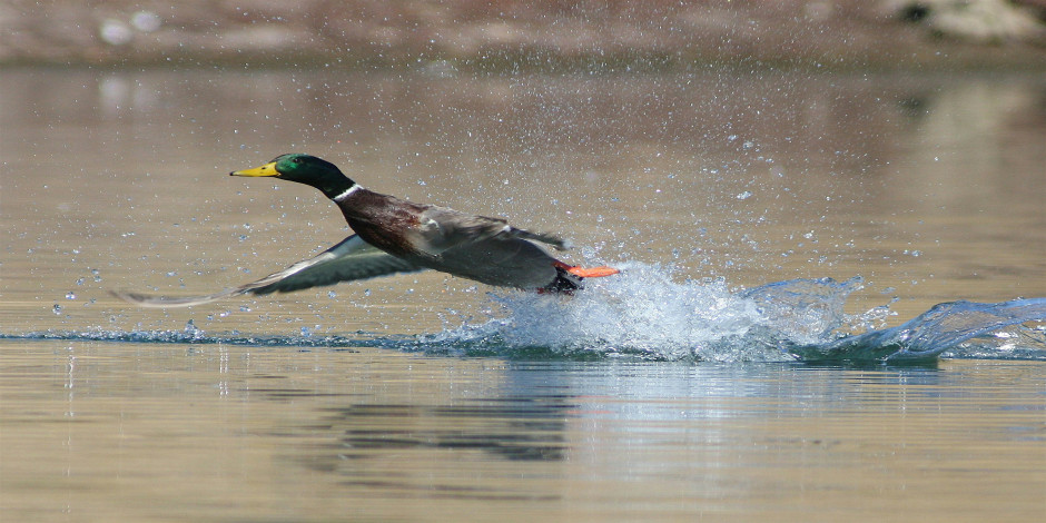 Wild Waterfowl Safari - Free Children's Program (Recommended for Ages 3-5)