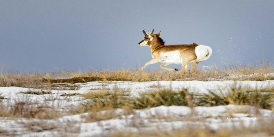 Free Days at the Plains Conservation Center