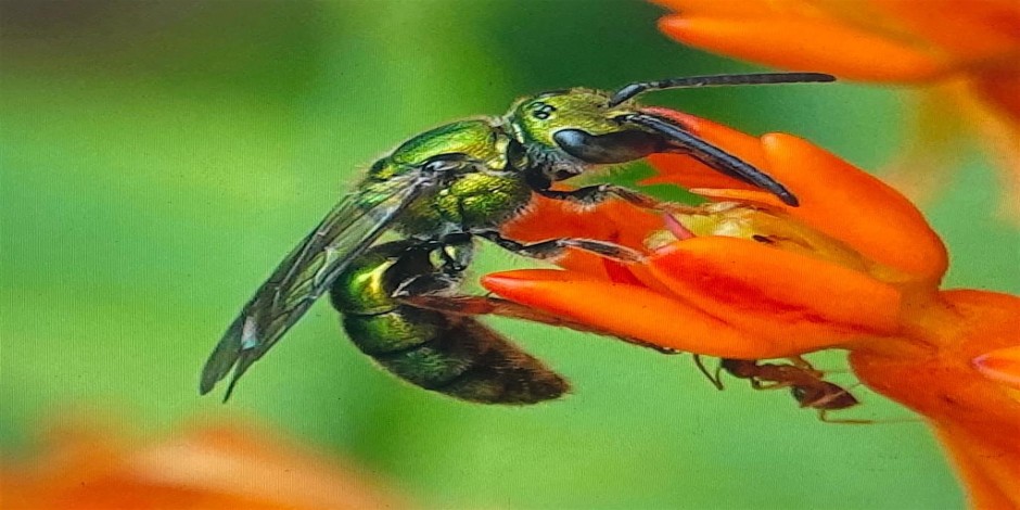 Bee the Solution: Community Science with The Bee Conservancy at Green-Wood