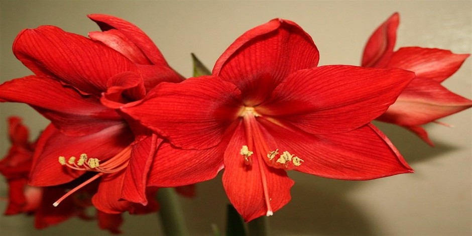 11-5-2026 How to Care for and Grow Amaryllis