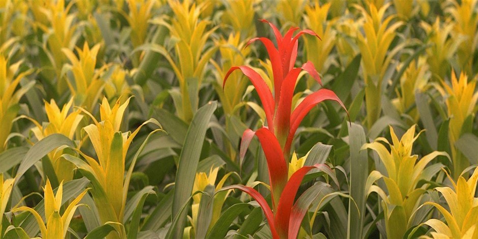 12-02-2026 Florida's Native Bromeliads